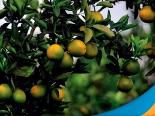 laranja