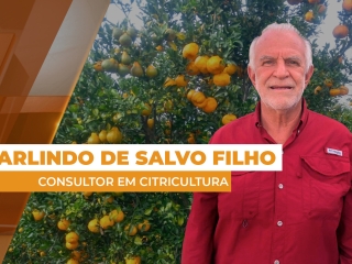 laranja site