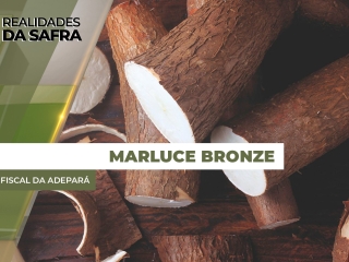 MARLUCE
