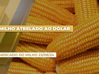 mercado-do-milho