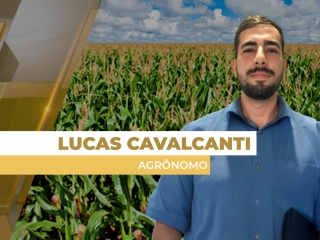 milho plantao site