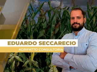 milho site