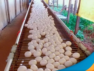 ovos