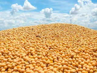 pilha de soja