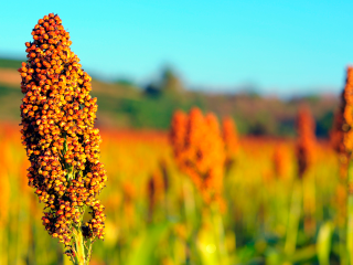 sorgo
