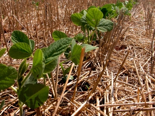 plantio-direto-1080
