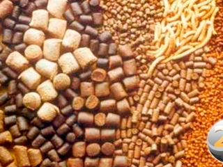 racoes
