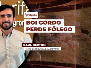 RAUL BERTHO