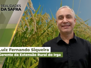 realidades-da-safra---arroz-site
