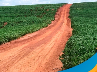 realidades da safra de soja dr camargo pr