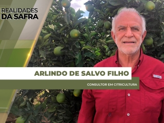 site Arlindo