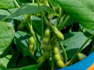 soja