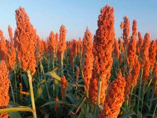 sorgo