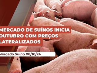 suino-08