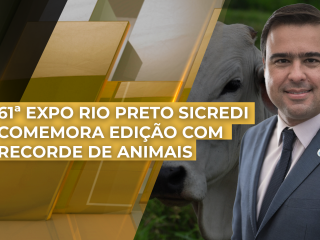 THUMB_AMARELO-DOURADO_2024_0509