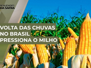THUMB-MILHO
