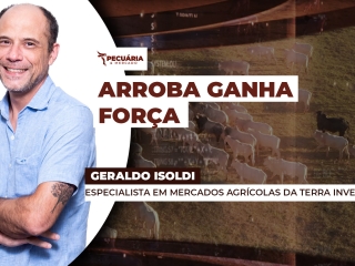 THUMB PECUÁRIA & MERCADO GERALDO