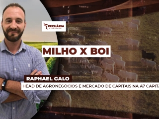 THUMB - PECUÁRIA & MERCADO - RAPHAEL