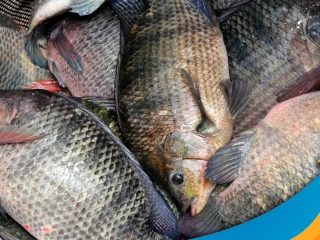tilapia