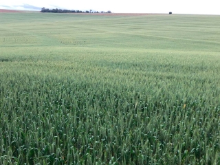 trigo-2