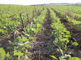 Imagem do dia - Lavoura de soja em Palotina (PR), na propriedade de Gilberto Garlet