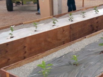 mulching no café