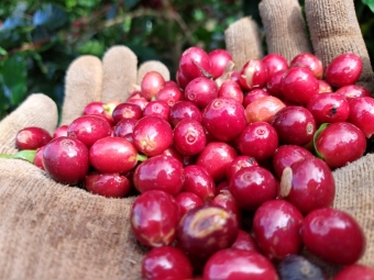 Produção de cafés especiais Itarana/ES - Giovani César