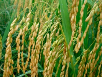 Arroz destaque video
