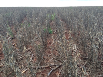 Soja danificada pelo excesso de chuvas em Astorga (PR)