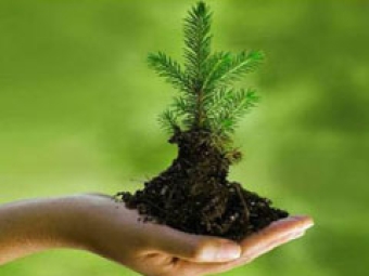 ambiental, mão, planta, meio-ambiente