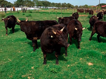 Boi Wagyu - destaque de video