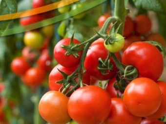 Tomates
