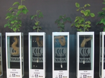 Soja YARA EXPODIRETO 2019