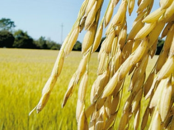 Arroz - Destaque 2 - 377x370