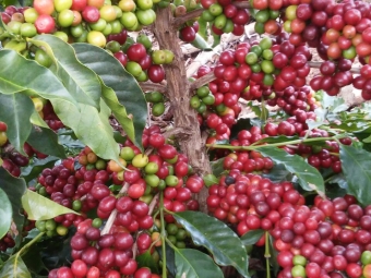 Imagem do Dia - Lavoura de café em Manhuaçu (MG), envio de Guilherme