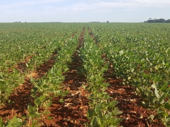 Soja com 70 dias de plantado na região de São Alberto (PY). Produtividade comprometida. Produtor Paulo Troillier