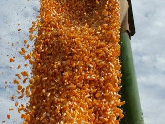 Imagem do dia - Milho safrinha em Atalaia (PR), do produtor Ronaldo Fumagali e Engenheiro Agrônomo Vanderson