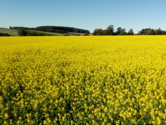 Lavoura de Canola em Tuparendi/RS