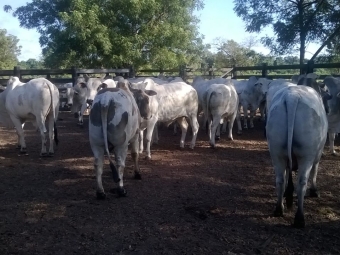Imagem do dia - Embarque para frigorífico. Boiada confinada a pasto na Fazenda Serra do Sol  em Cuiabá (MT). Do produtor Marcos Podanosqui