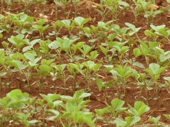 Planta de soja, pequena - 16:9