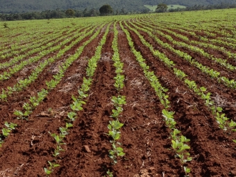 Imagem do dia - Lavoura de soja em Goianesia (GO), do produtor Rogério Sousa