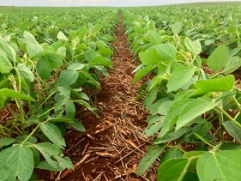 Plantio de Soja Destaque video