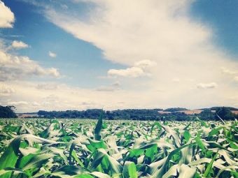 Imagem do dia - Lavoura de milho em Paulo Frontin (PR), do produtor Emanuel Janiszewski