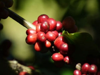 CAFÉ DESTAQUE VIDEO