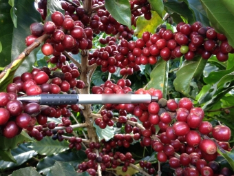 Imagem do Dia - Lavoura de café em Araxá (MG), enviado pelo engenheiro agrônomo Marco Aurélio