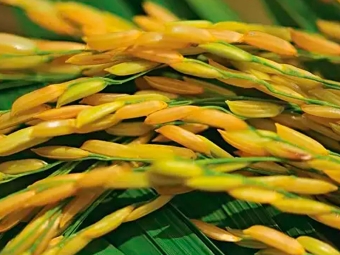 Arroz 16:9