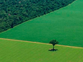 Desmatamento Ilegal Amazonia