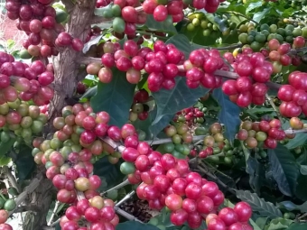 Imagens do dia - Lavoura de café em Boa Esperança (MG). Enviado por André Simões