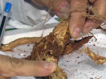 nematoide, raiz, café