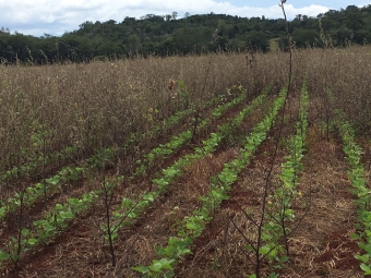 Lavoura de soja em Darcinópolis (TO). Envio de Marcílio Marangoni